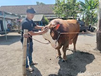 Sapi Kurban Presiden Prabowo Subianto Seberat 1,144 Ton dari Peternak Gen Z