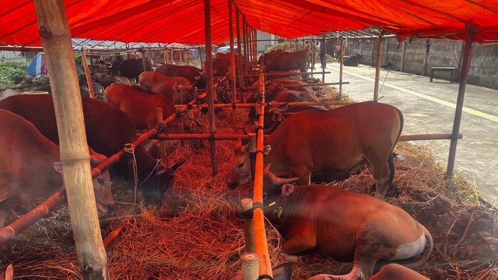 Sapi-sapi di lapak hewan kurban, Jalan Gatot Subroto, Jakarta Selatan (Jaksel), Sabtu (23/5/2026).