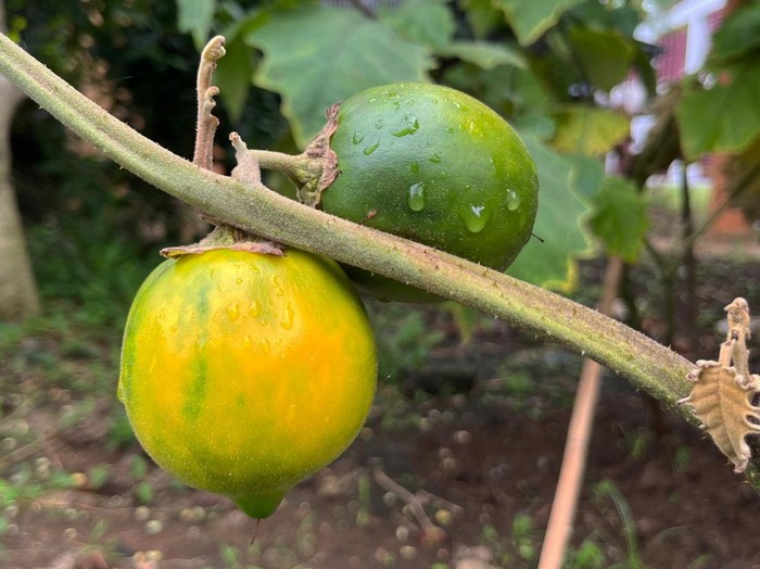 Solanum kalimantanense, spesies terong berduri asal Kalimantan yang punya manfaat jadi obat tradisional.