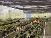 Dari Level Tetangga ke Nasional, Kisah Insipratif Desa Ekspor di Bogor