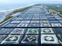 80 Ton Udang dari Kebumen Siap Diekspor ke AS