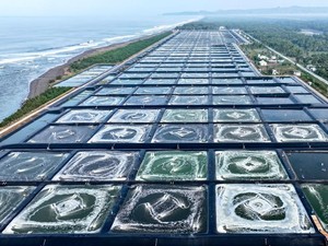 80 Ton Udang dari Kebumen Siap Diekspor ke AS