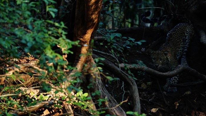 Tenda tempat Rendra berburu gambar macan Leopard di Hutan Baluran.