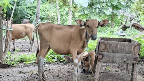Ternak sapi di Lombok Utara.