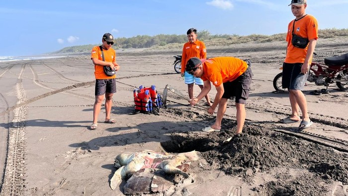 Seekor penyu berukuran jumbo ditemukan mati di pinggir Pantai Parangkusumo, Kretek, Bantul. pagi tadi. 