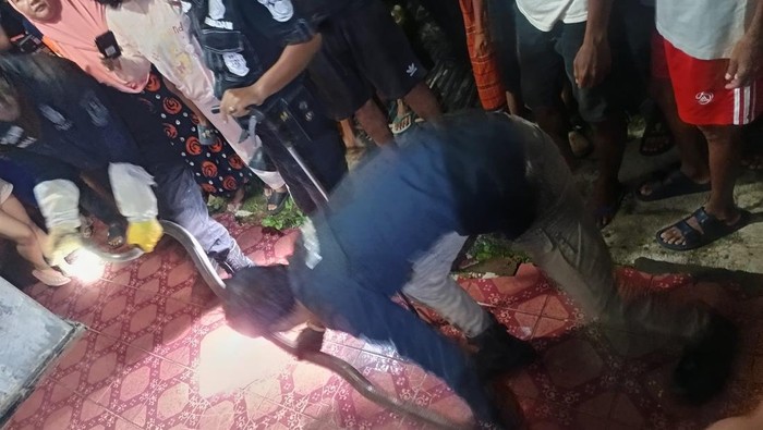 Ular kobra dievakuasi dari rumah warga Kuningan