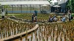 Ada Mini Zoo dan Kebun Hidroponik, Kafe Asri Ini Jadi Favorit Warga Bekasi