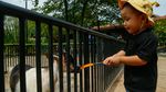 Ada Mini Zoo dan Kebun Hidroponik, Kafe Asri Ini Jadi Favorit Warga Bekasi
