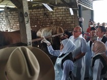 Kunjungi Sentra Ternak Lamongan, Khofifah Pastikan Sapi Kurban Jatim Aman