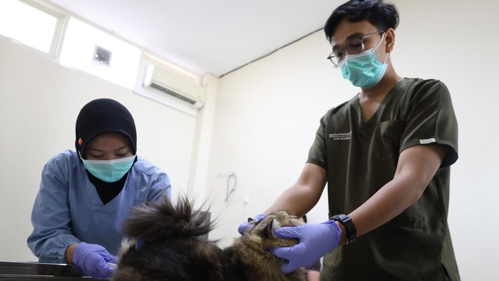 Pemkot gelar program sterilisasi kucing