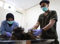 Pemkot Surabaya Gelar Sterilisasi Gratis Kucing, Catat Tanggalnya
