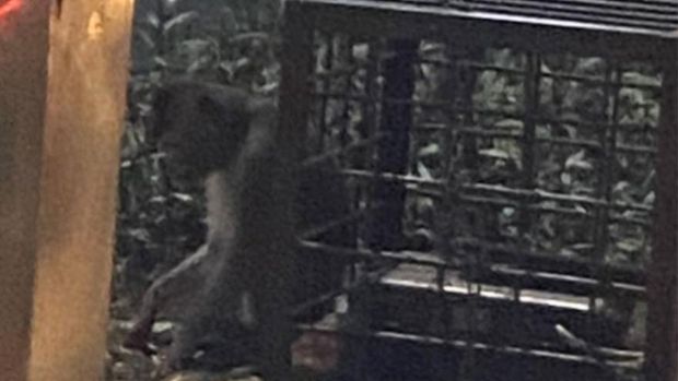 Seekor monyet dirantai di dekat Lampu Merah Margonda, Depok Seekor monyet dirantai di dekat Lampu Merah Margonda, Depok, viral di media sosial. (Tangkapan layar Instagram)