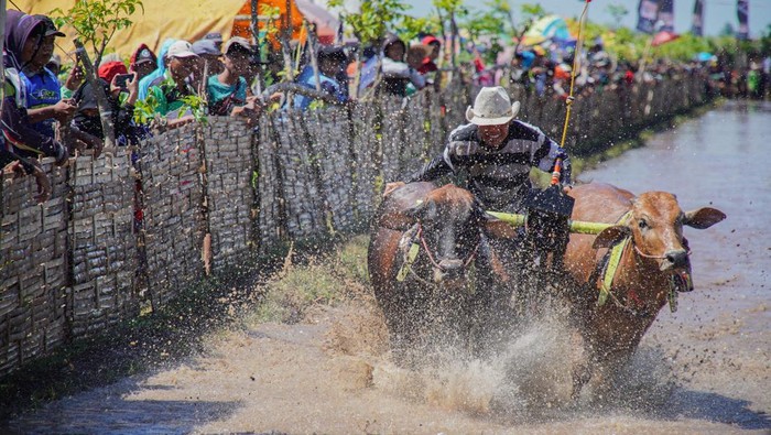 Joki memacu sapi saat karapan pada Festival Sapeh Brujul di Probolinggo, Jawa Timur, Minggu (24/5/2026). Sebanyak 31 peserta dari sejumlah daerah di Jawa Timur mengikuti karapan sapi brujul dalam Festival Sapeh Brujul untuk melestarikan tradisi yang telah ditetapkan sebagai warisan budaya tak benda. ANTARA FOTO/Irfan Sumanjaya