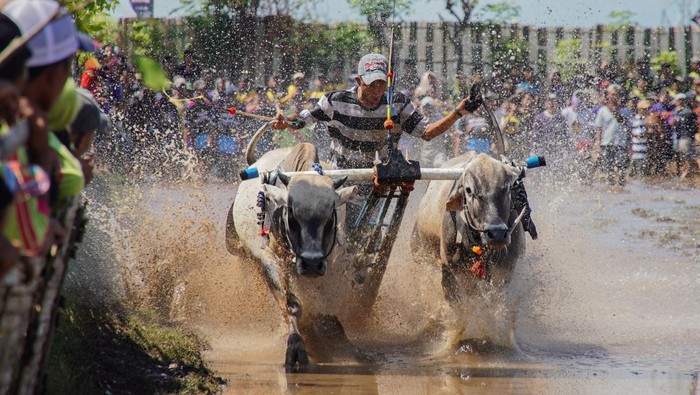 Joki memacu sapi saat karapan pada Festival Sapeh Brujul di Probolinggo, Jawa Timur, Minggu (24/5/2026). Sebanyak 31 peserta dari sejumlah daerah di Jawa Timur mengikuti karapan sapi brujul dalam Festival Sapeh Brujul untuk melestarikan tradisi yang telah ditetapkan sebagai warisan budaya tak benda. ANTARA FOTO/Irfan Sumanjaya