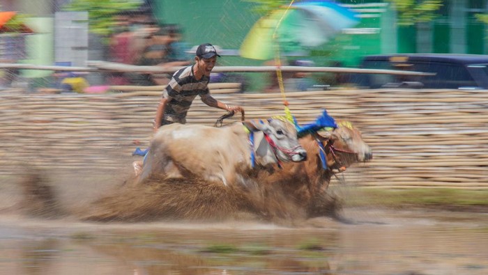 Joki memacu sapi saat karapan pada Festival Sapeh Brujul di Probolinggo, Jawa Timur, Minggu (24/5/2026). Sebanyak 31 peserta dari sejumlah daerah di Jawa Timur mengikuti karapan sapi brujul dalam Festival Sapeh Brujul untuk melestarikan tradisi yang telah ditetapkan sebagai warisan budaya tak benda. ANTARA FOTO/Irfan Sumanjaya