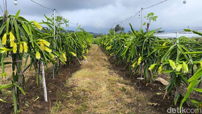 Suasana Kebun dan Kedai Buah Naga di Pasar Induk Jalaksana Kuningan