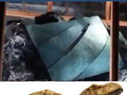  Video Tas Mewah yang Diklaim dari Kulit T-rex Asli, Ini Wujudnya!