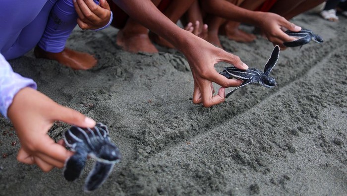 Dua anak menunjukkan tukik atau anak penyu belimbing (Dermochelys coriacea) yang akan dilepaskan di Ambai Beach House, Pantai Amban Manokwari, Papua Barat, Minggu (24/5/2026). Sebanyak 50 ekor tukik lekang serta 8 ekor tukik belimbing dilepasliarkan ke habitatnya sebagai upaya edukasi pengunjung wisata dan masyarakat akan pentingnya menjaga serta melestarikan keseimbangan biota laut. ANTARA FOTO/Chairil Indra