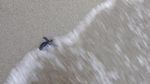 Tukik Penyu Lekang dan Belimbing Dilepas di Pantai Amban
