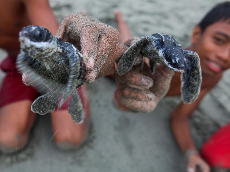 Tukik Penyu Lekang dan Belimbing Dilepas di Pantai Amban