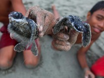 Tukik Penyu Lekang dan Belimbing Dilepas di Pantai Amban
