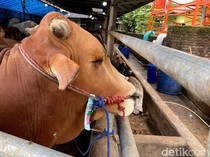 Hewan Kurban di Bandung Mulai Diperiksa, DKPP: Belum Ada Penyakit
