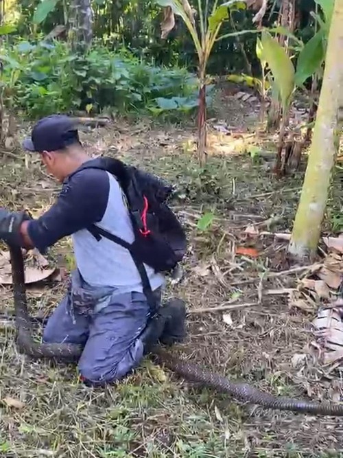 Proses penangkapan ular king cobra jantan di kebun pisang warga di Banjar Suraberata, Desa Lalanglingah, Kecamatan Selemadeg.