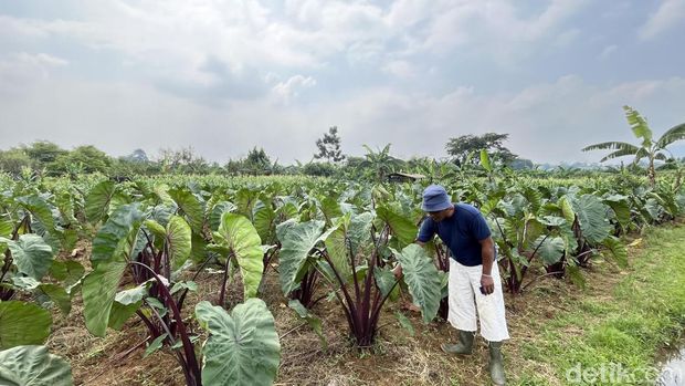 Ladang Talas dan Jagung di Desa Cikeas Bogor