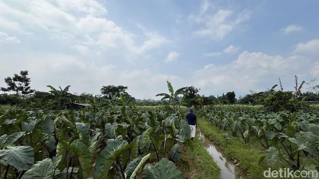 Ladang Talas dan Jagung di Desa Cikeas Bogor