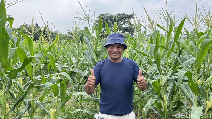 Ladang Talas dan Jagung di Desa Cikeas Bogor
