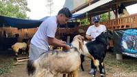 Lucky saat ditemui di kandangnya yang berada di Lesanpuro Gang 2, Kecamatan Kedungkandang, sedang menyiapkan kambingnya untuk dipasarkan melalui media sosial.