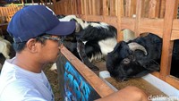 Meski tidak membuka lapak musiman di pinggir jalan. Lucky sukses menjual lebih dari 50 ekor kambing dengan cara memaksimalkan promosi dan penawaran lewat media sosial, mulai dari Instagram, Whatsapp hingga rutin menggelar live streaming di TikTok.