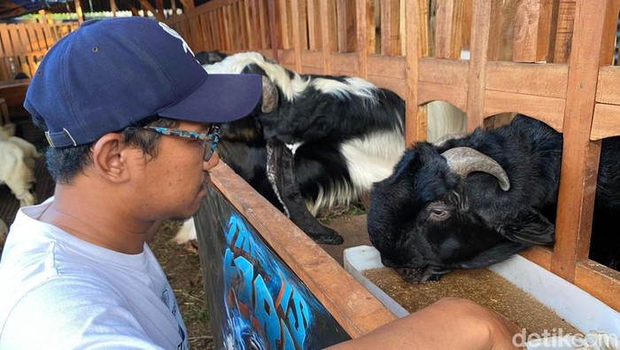 Lucky Aditya Ramadhan, peternak kambing di Kota Malang saat jualan live streaming