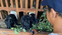 Kambing-kambing yang disediakan Lucky pun bukan kaleng-kaleng. Ia tidak hanya menjual kambing ukuran standar, tapi juga menyediakan kategori jumbo premium dengan berbagai jenis ras unggulan, seperti Kambing Etawa, Jawa Randu, hingga Senduro.