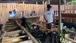 Cara Unik Perternak di Kota Malang Jual Kambing Kurban