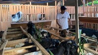 Ia optimis, berkaca dari tingginya antusiasme masyarakat, penjualan di H-3 ini masih berpotensi merangkak naik hingga tiga kali lipat menjelang hari H penyembelihan.