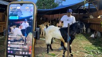 Satunya peternakan kambing This Is Farm di Kota Malang milik Lucky Aditya Ramadhan (33) yang dagangannya laris manis berkat strategi digital ciamik.