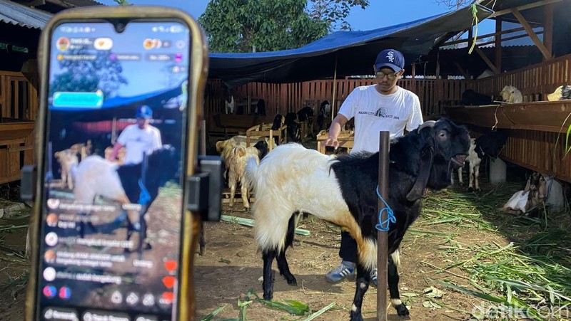 Lucky Aditya Ramadhan, peternak kambing di Kota Malang saat jualan live streaming