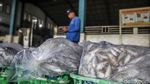 Muara Angke Bergeliat, KKP Bidik 10,57 Juta Ton Ikan