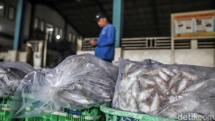 Muara Angke Bergeliat, KKP Bidik 10,57 Juta Ton Ikan