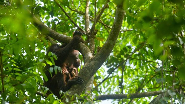 Orang Utan Mauliyan bersama anaknya Ariandi Orang Utan Mauliyan bersama anaknya Ariandi