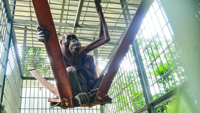 Orang Utan Mauliyan bersama anaknya Ariandi