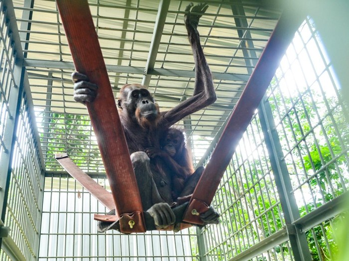 Orang Utan Mauliyan bersama anaknya Ariandi