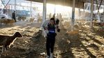 Pasar Hewan Baghdad Bergeliat Sambut Festival Idul Adha 2026