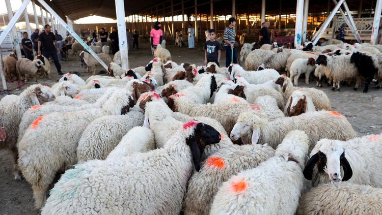 Pasar Hewan Baghdad Bergeliat Sambut Festival Idul Adha 2026
