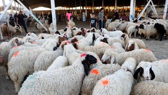 Pasar Hewan Baghdad Bergeliat Sambut Festival Idul Adha 2026