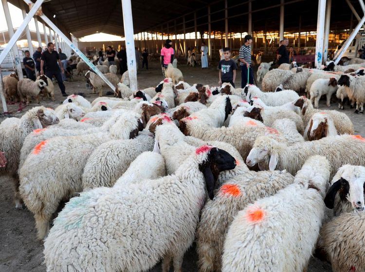 Pasar Hewan Baghdad Bergeliat Sambut Festival Idul Adha 2026