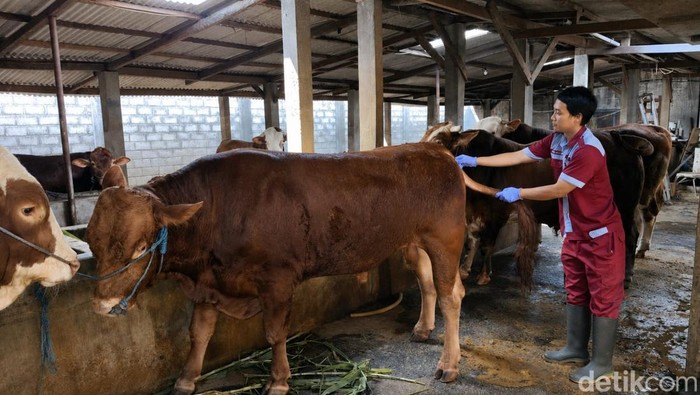 Pemeriksaan hewan kurban di Kabupaten Blitar