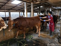 160 Petugas Kesehatan Hewan Disiapkan Jelang Idul Adha di Blitar