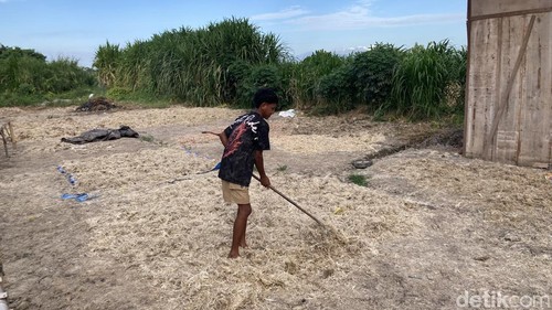 Pengeringan limbah bulu ayam yang menimbulkan bau busuk dan dikeluhkan warga di Klungkung, Bali, Senin (25/5/2026). (Fatih Kudus Jaelani/detikBali)